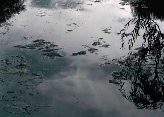 Per Bak Jensen: Monets Garden